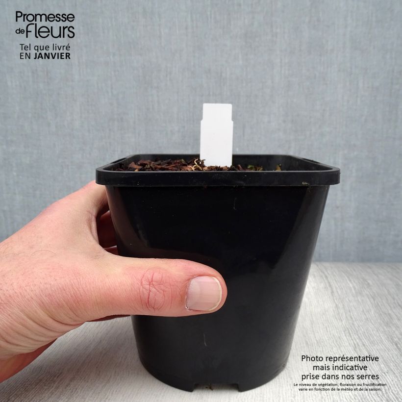 Spécimen de Hosta Moulin Rouge Pot de 1,5L/2L tel que livré en hiver