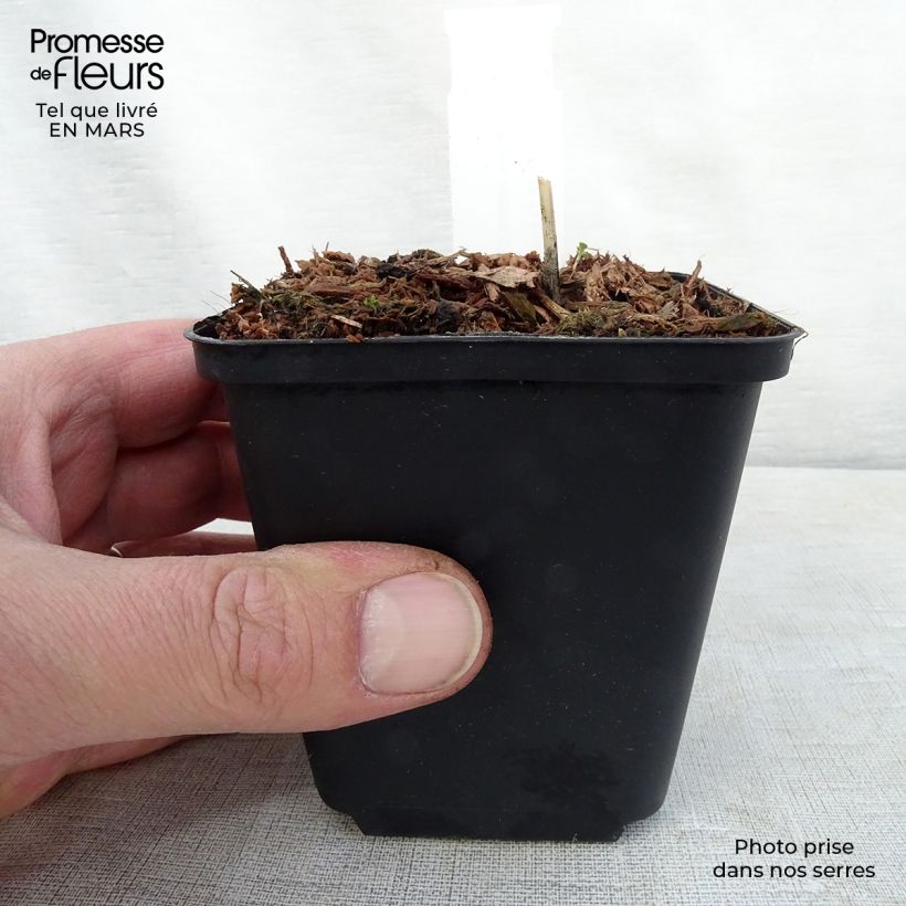 Hosta Night Before Christmas Vasetto da 8/9 cm esemplare consegnato in primavera