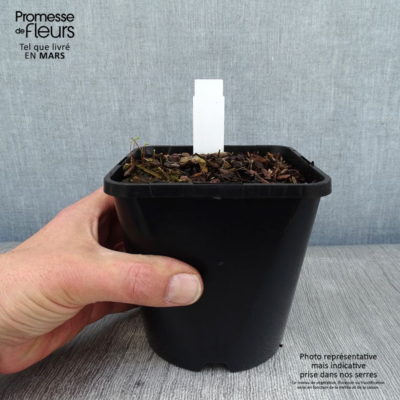 Spécimen de Hosta Obi-One Kenobi Pot de 1,5L/2L tel que livré en hiver