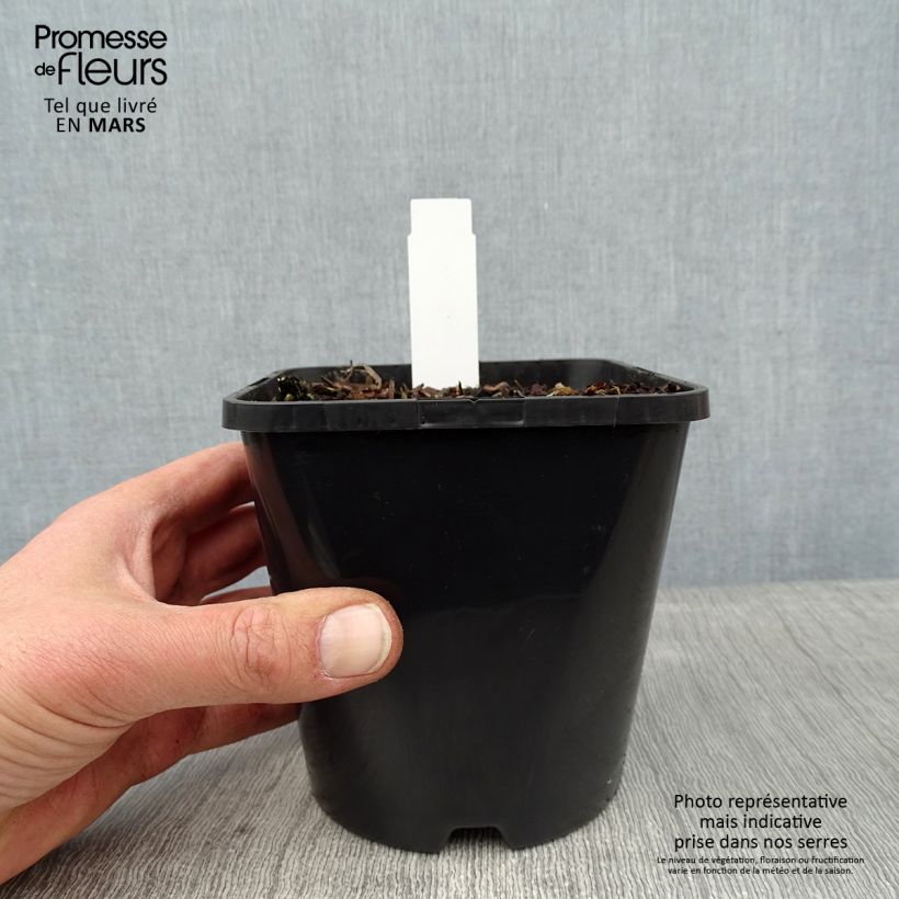Spécimen de Hosta Orange Marmelade Pot de 1,5L/2L tel que livré en hiver