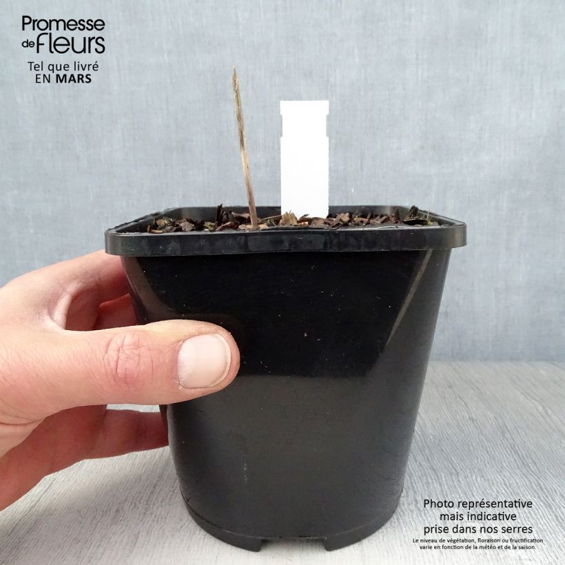 Spécimen de Hosta Orange Star Pot de 1,5L/2L tel que livré au printemps