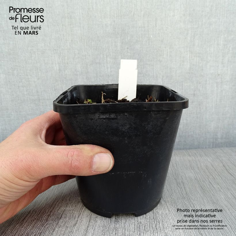 Spécimen de Hosta Orange Star Pot de 1,5L/2L tel que livré en hiver