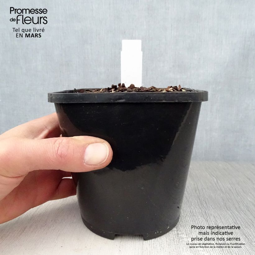 Spécimen de Hosta Orion's Belt Pot de 1,5L/2L tel que livré au printemps