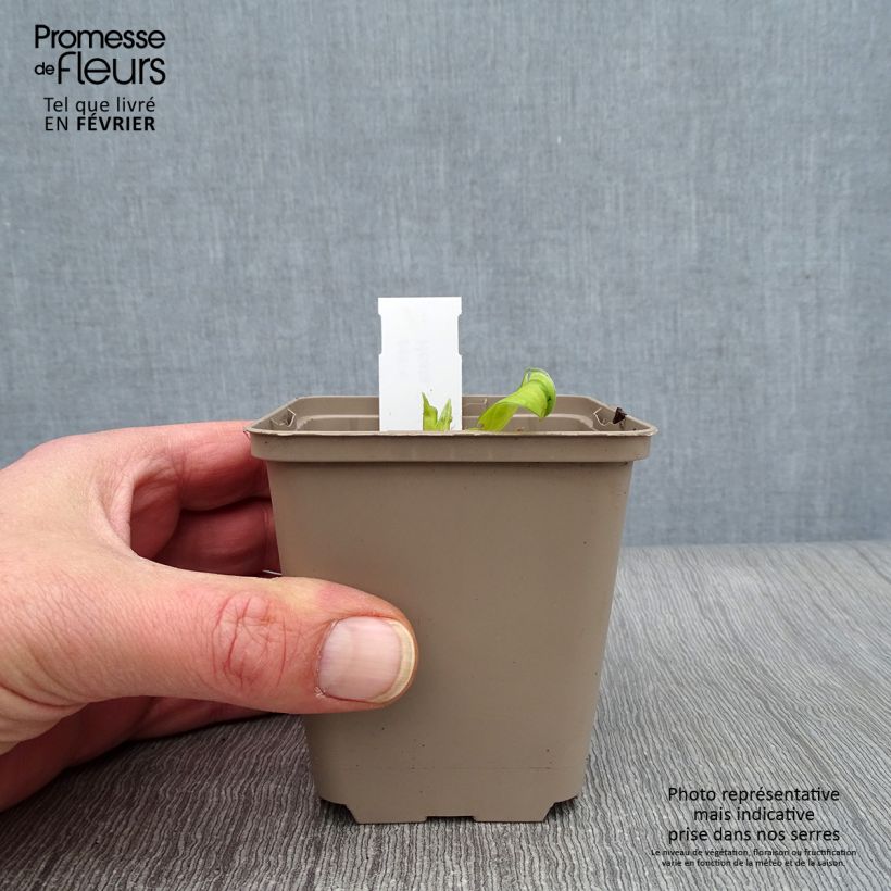 Spécimen de Hosta Paradise Island Godet de 8/9 cm tel que livré en hiver