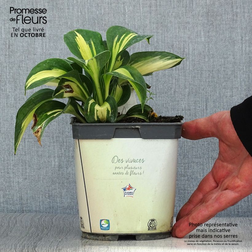 Spécimen de Hosta Paul s Glory Pot de 2L/3L tel que livré en automne