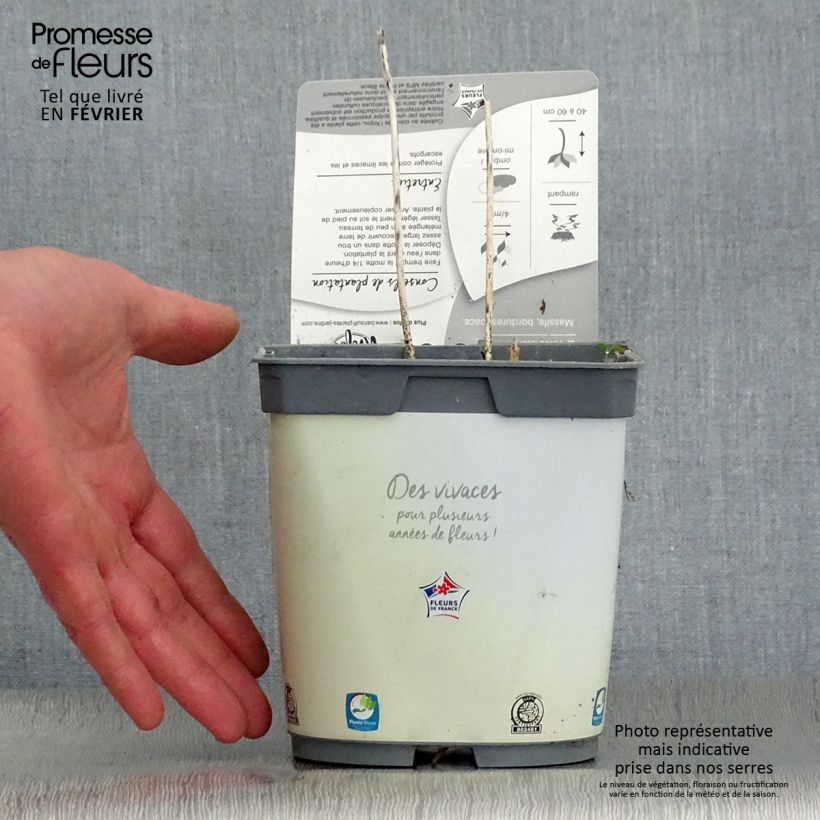 Spécimen de Hosta Paul s Glory Pot de 2L/3L tel que livré en hiver