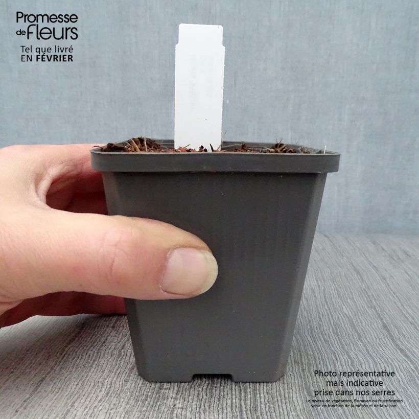 Spécimen de Hosta Pilgrim Godet de 8/9 cm tel que livré en hiver