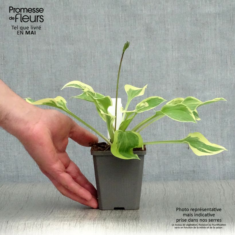 Amostra de Hosta Pilgrim Vaso de 8/9 cm tal como entregue na primavera