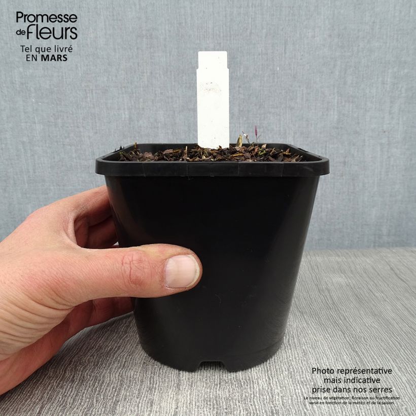 Spécimen de Hosta Pin Up Pot de 1,5L/2L tel que livré en hiver