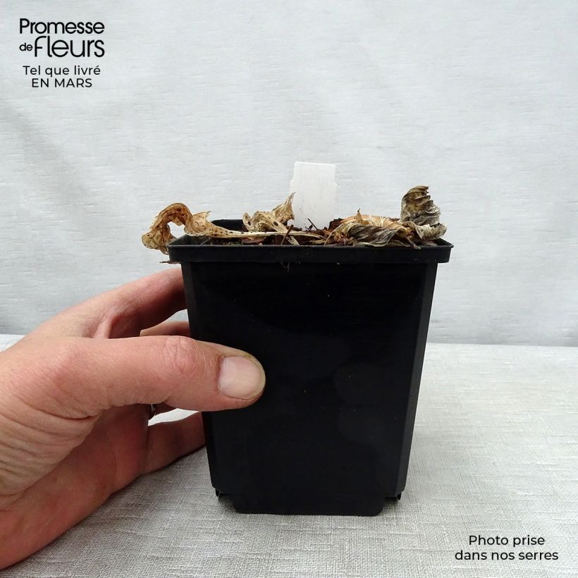 Amostra de Hosta Pizzazz Vaso de 8/9 cm tal como entregue na primavera