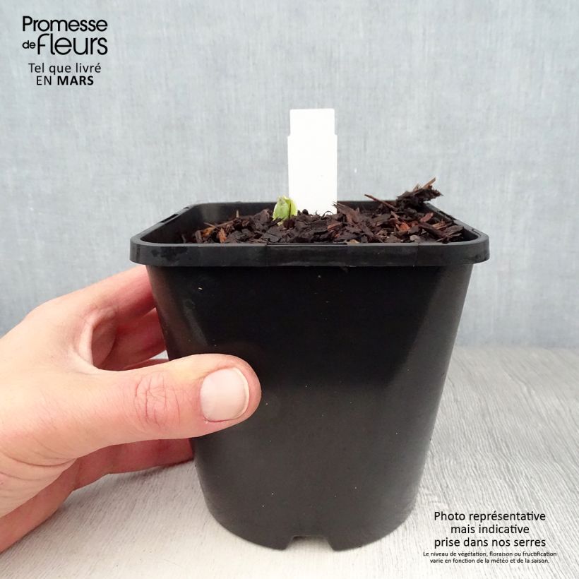 Hosta Pocketfull of Sunshine Vaso da 1,5L/2L esemplare consegnato in primavera