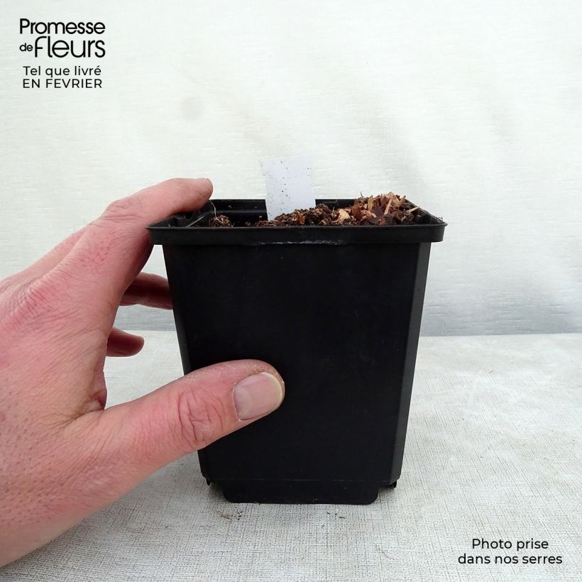 Spécimen de Hosta Prairie Sky Godet de 8/9 cm tel que livré en hiver