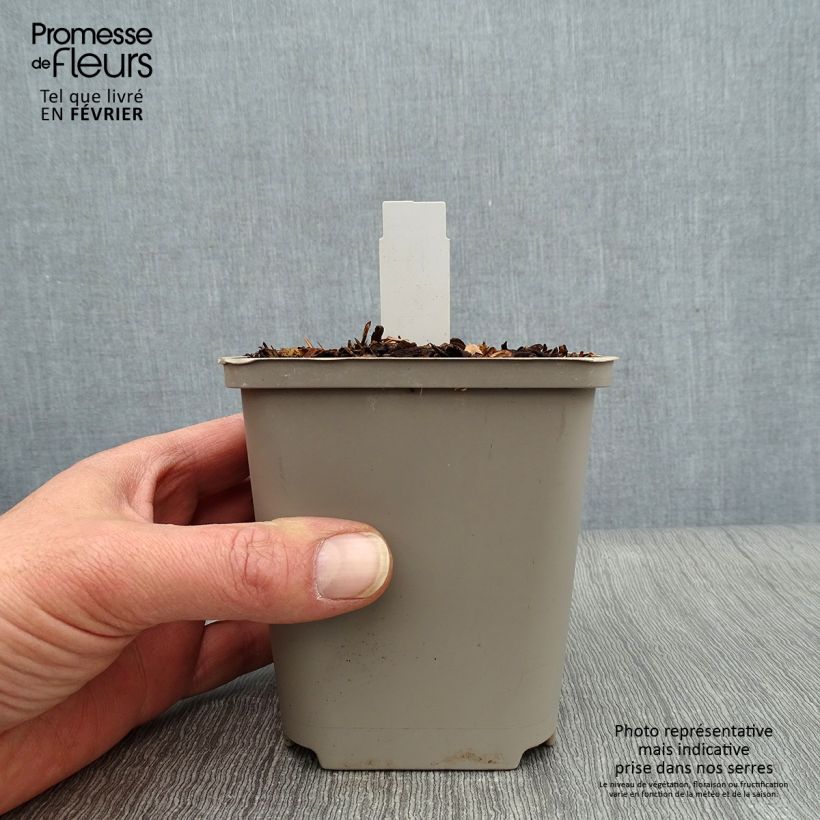 Spécimen de Hosta Praying Hands Godet de 8/9 cm tel que livré en hiver