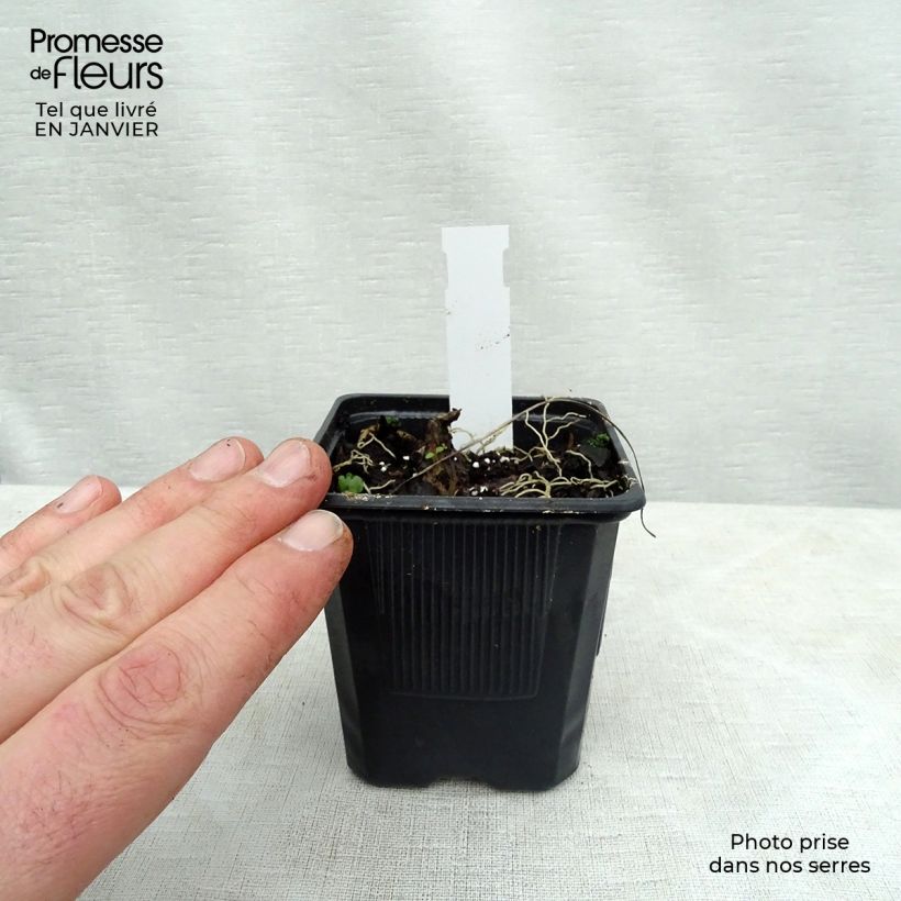 Spécimen de Hosta Purple Heart Godet de 8/9 cm tel que livré en hiver