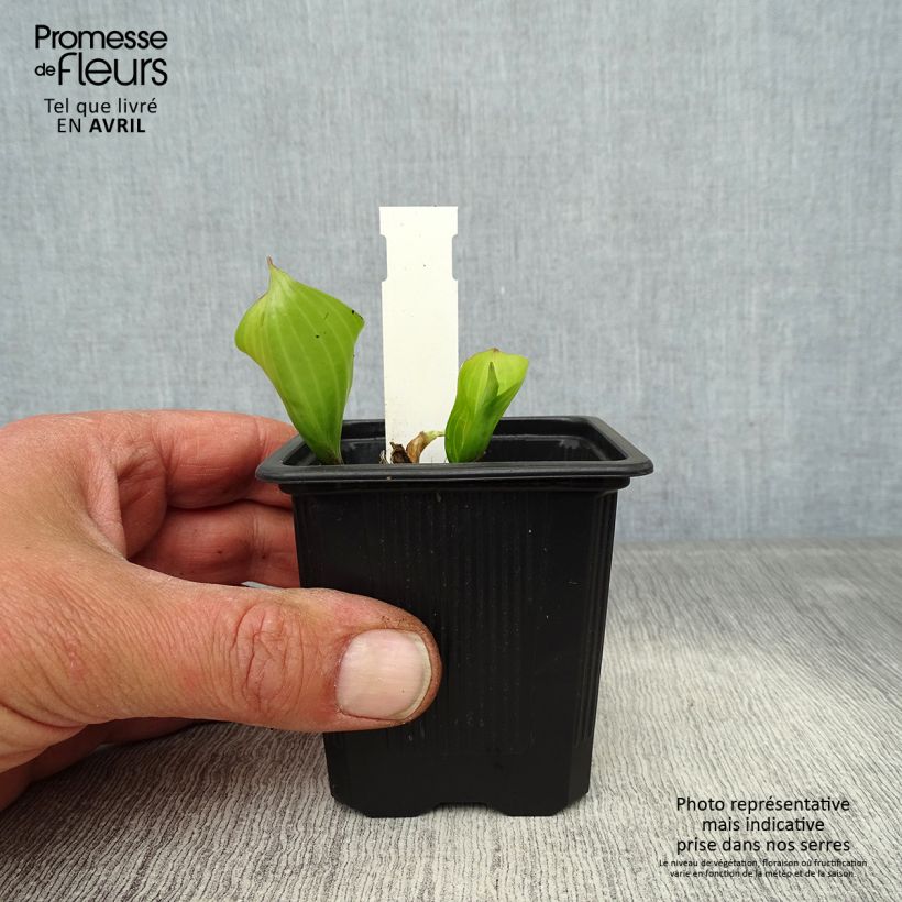 Spécimen de Hosta Purple Heart Godet de 8/9 cm tel que livré au printemps