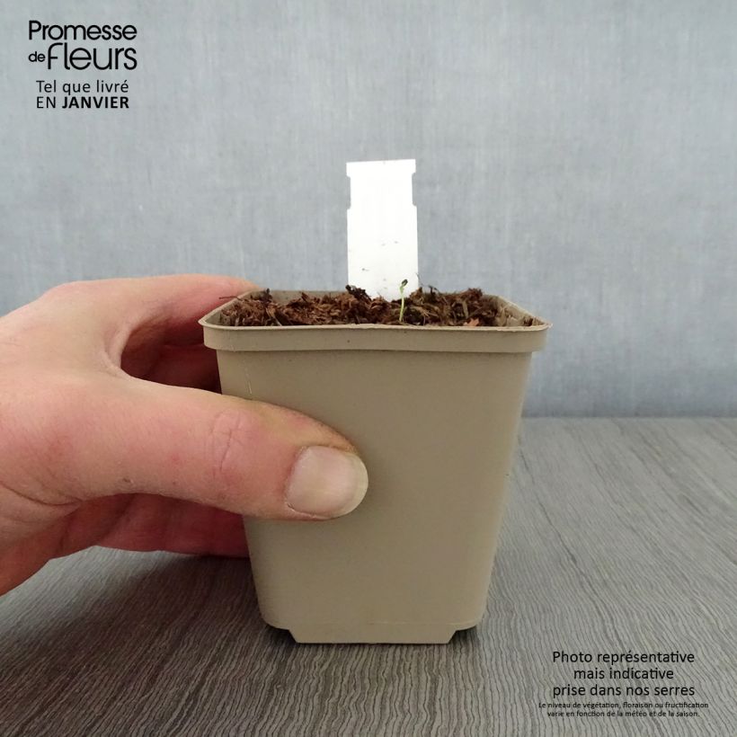 Spécimen de Hosta Queen Josephine Godet de 8/9 cm tel que livré en hiver