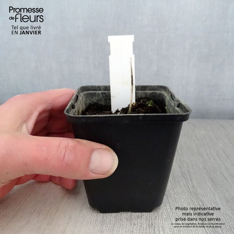 Spécimen de Hosta Remember Me Godet de 8/9 cm tel que livré en hiver