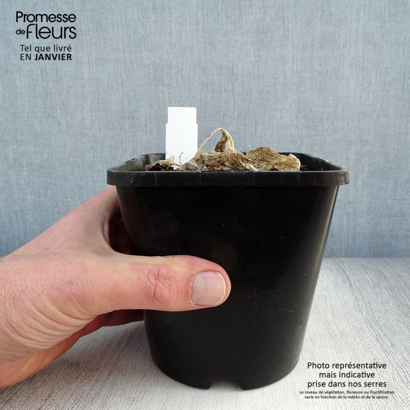 Spécimen de Hosta Remember Me Pot de 1,5L/2L tel que livré en hiver