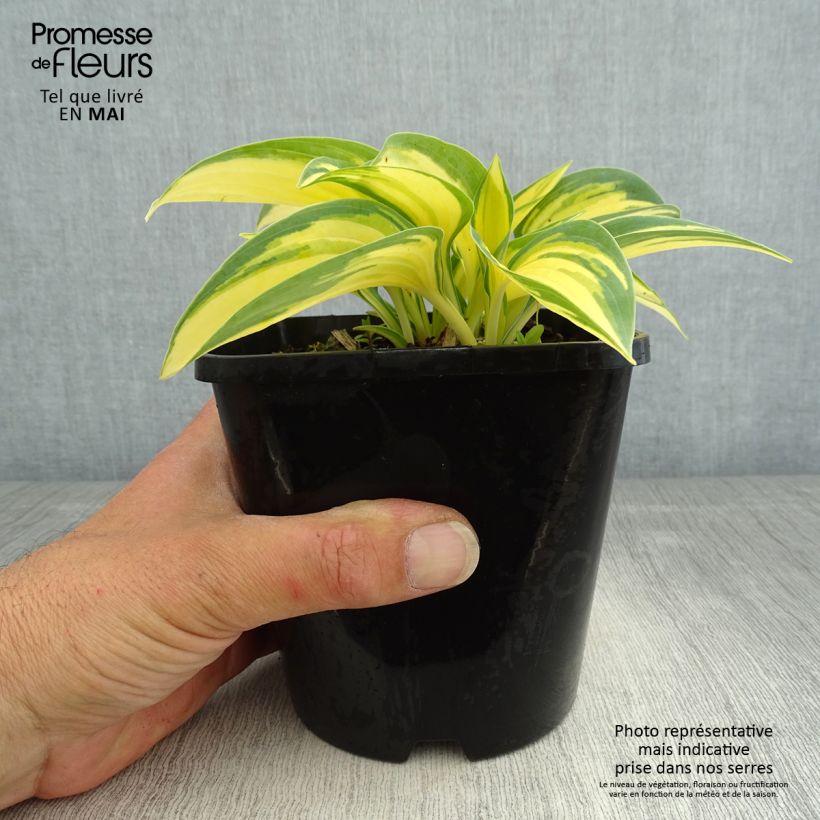 Spécimen de Hosta Remember Me Pot de 1,5L/2L tel que livré au printemps