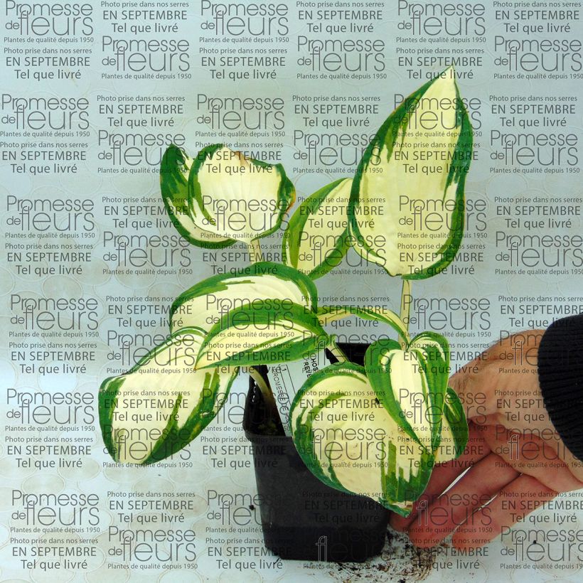 Exemple de spécimen de Hosta Reversed Godet de 8/9 cm tel que livré