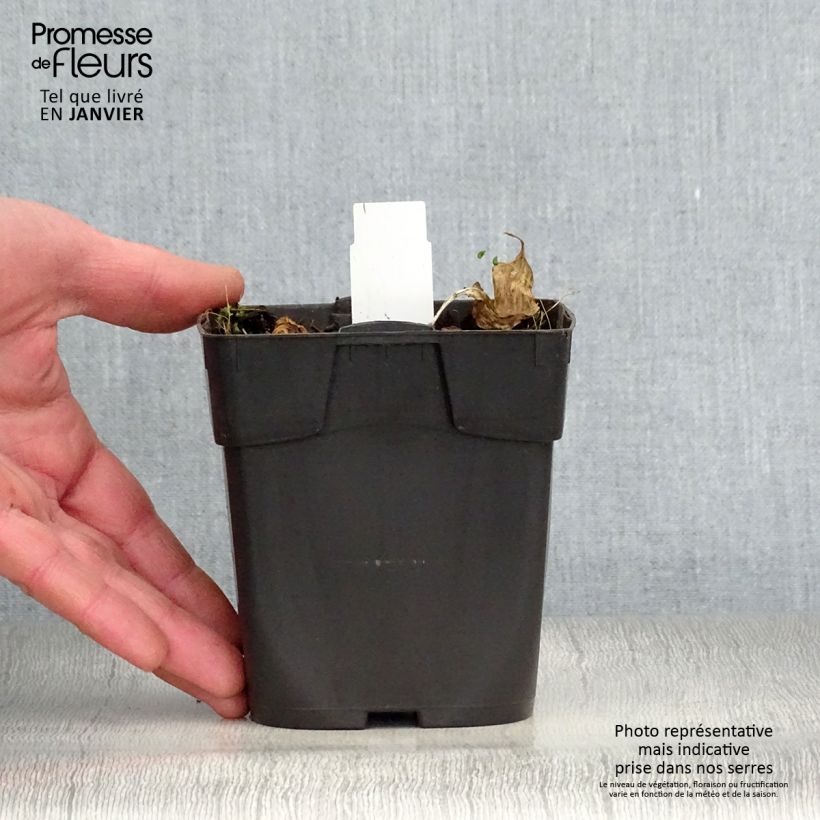 Spécimen de Hosta Revolution Godet de 8/9 cm tel que livré en hiver