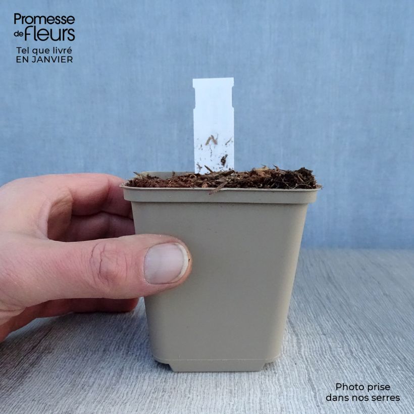 Spécimen de Hosta Robert Frost Godet de 8/9 cm tel que livré en hiver