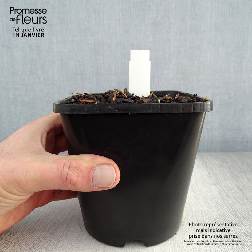 Spécimen de Hosta Sagae Pot de 1,5L/2L tel que livré en hiver