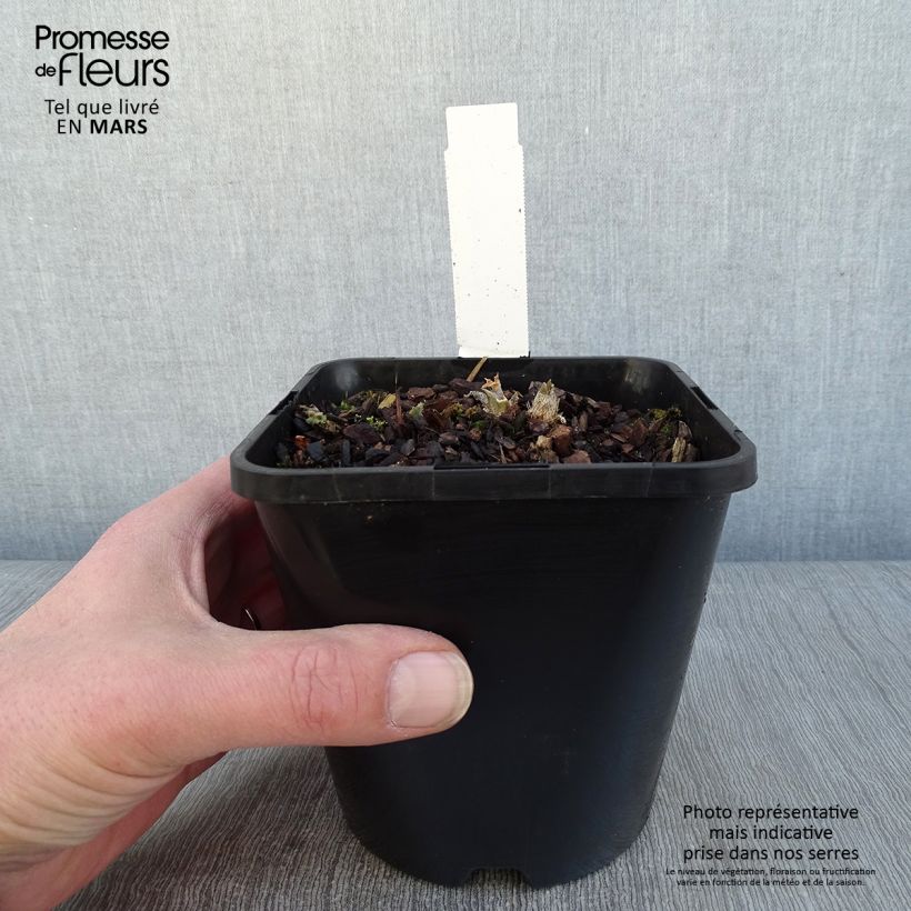 Spécimen de Hosta School Mouse Pot de 1,5L/2L tel que livré en hiver