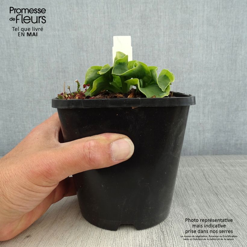 Spécimen de Hosta School Mouse Pot de 1,5L/2L tel que livré au printemps