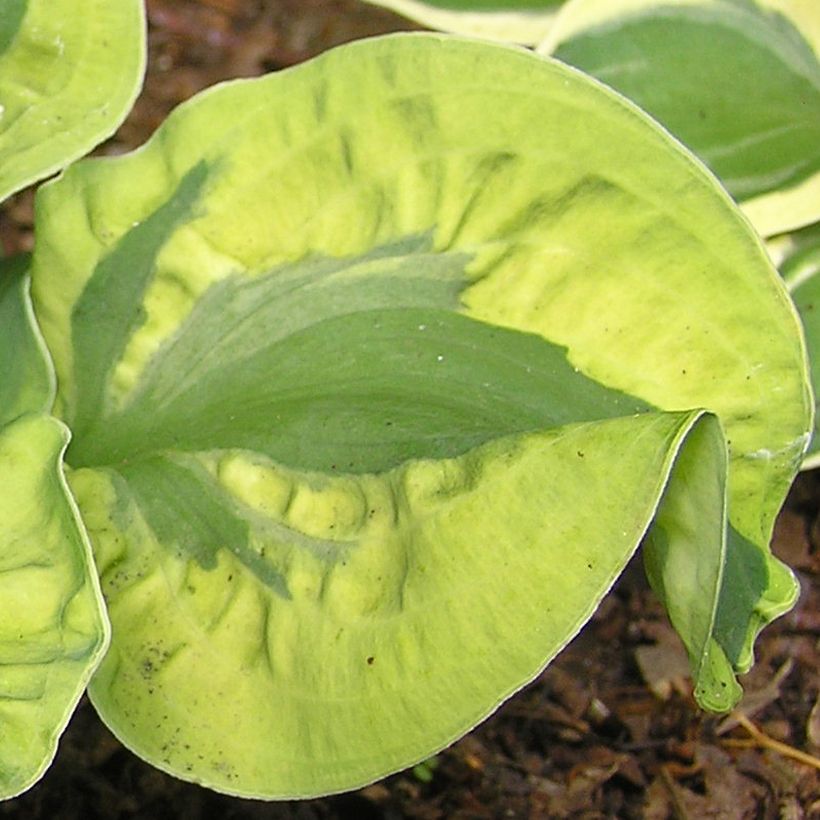 Hosta School Mouse (Feuillage)