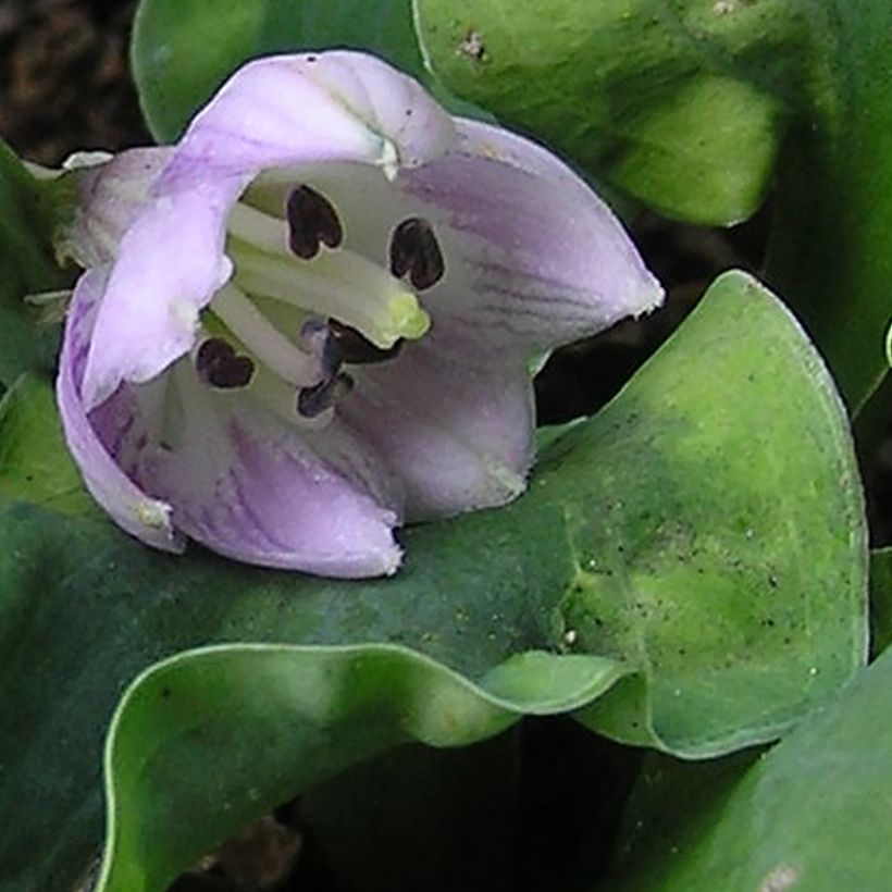 Hosta School Mouse (Floraison)