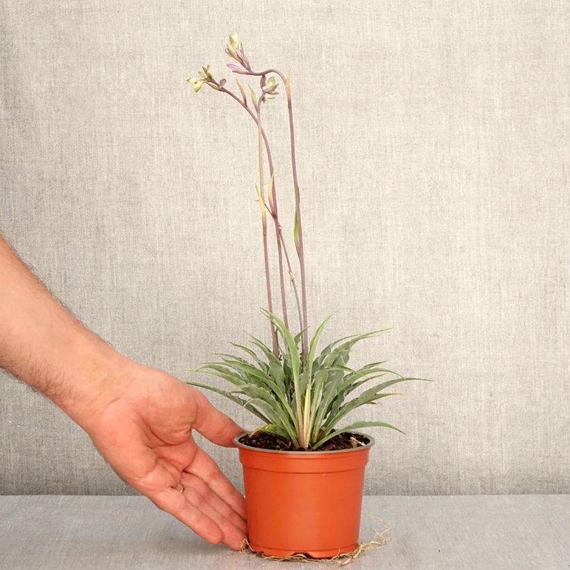 Spécimen de Hosta Silly String Pot de 12 cm / 13 cm tel que livré en automne