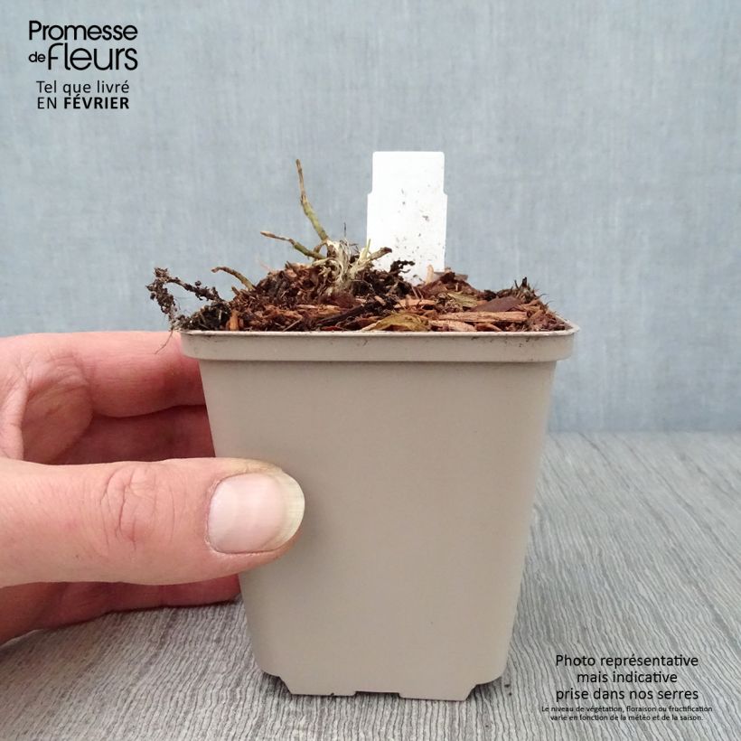 Spécimen de Hosta So Sweet Godet de 8/9 cm tel que livré en hiver