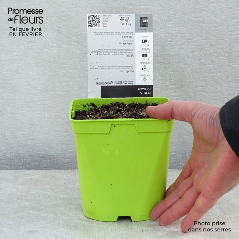 Spécimen de Hosta So Sweet Pot de 2L/3L tel que livré en hiver
