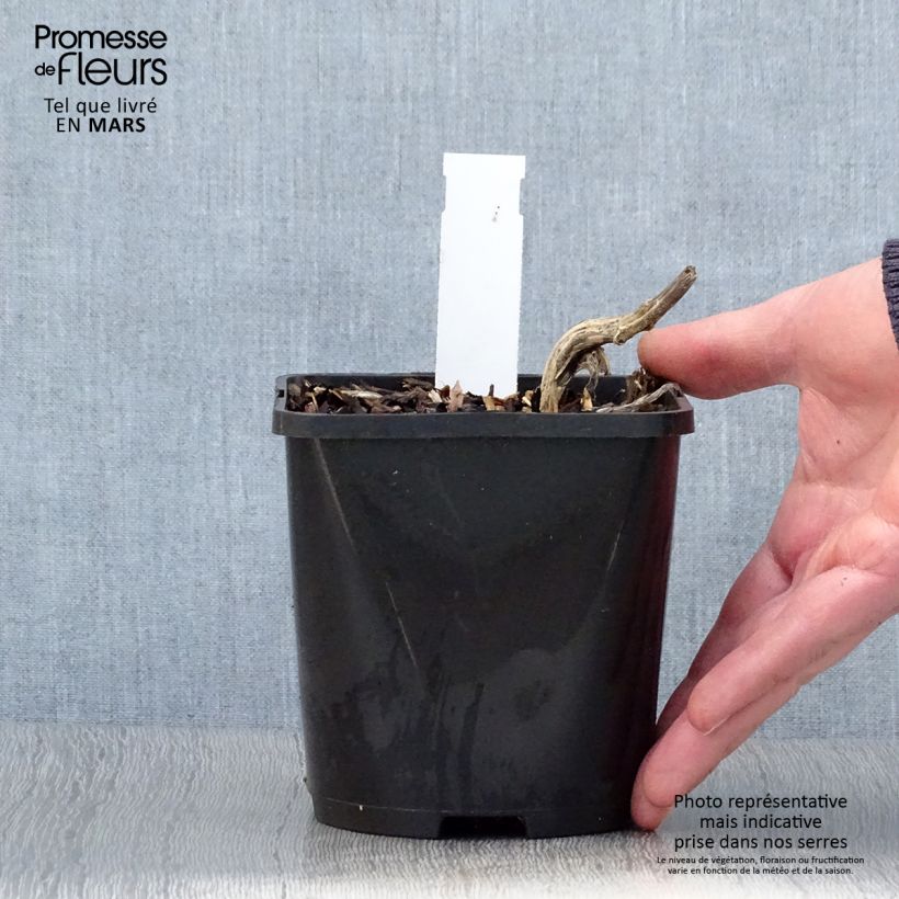 Spécimen de Hosta Stand by Me Pot de 1,5L/2L tel que livré au printemps