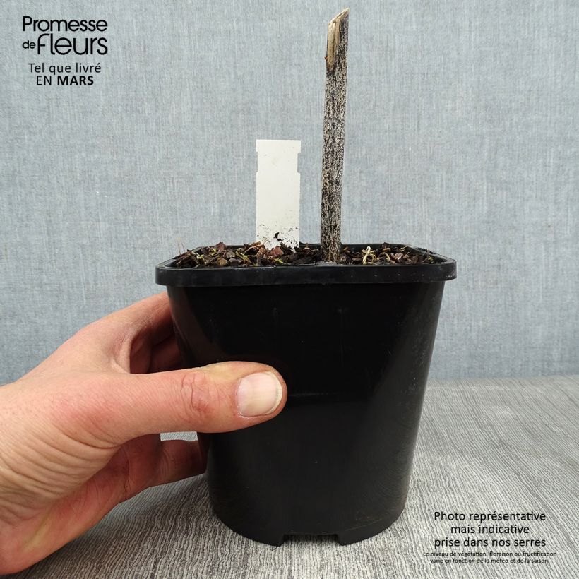 Spécimen de Hosta Stand by Me Pot de 1,5L/2L tel que livré en hiver