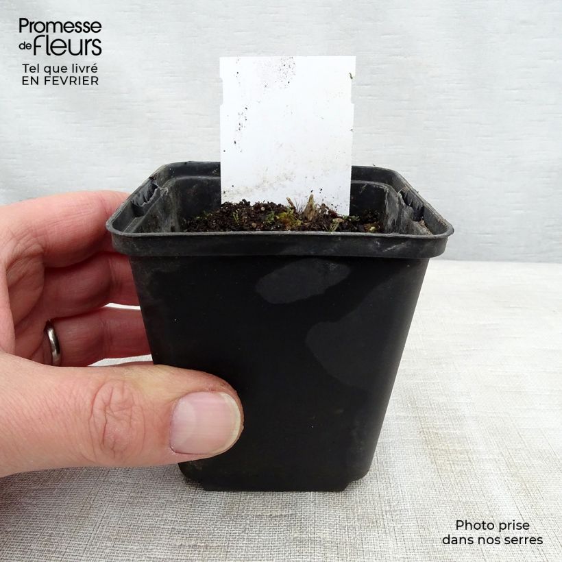 Spécimen de Hosta Sugar Daddy Godet de 8/9 cm tel que livré en hiver