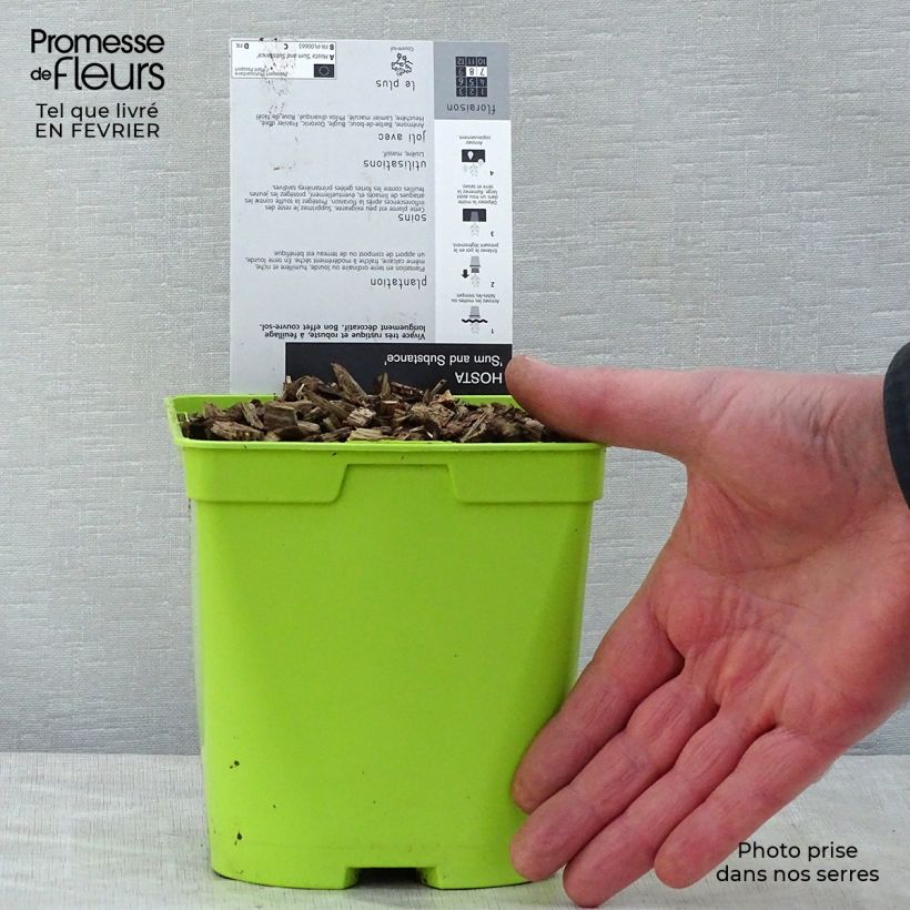 Spécimen de Hosta Sum and Substance Pot de 2L/3L tel que livré en hiver