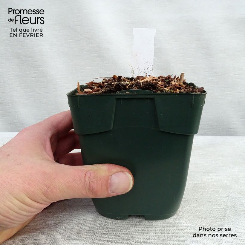 Spécimen de Hosta Summer Breeze Godet de 8/9 cm tel que livré en hiver