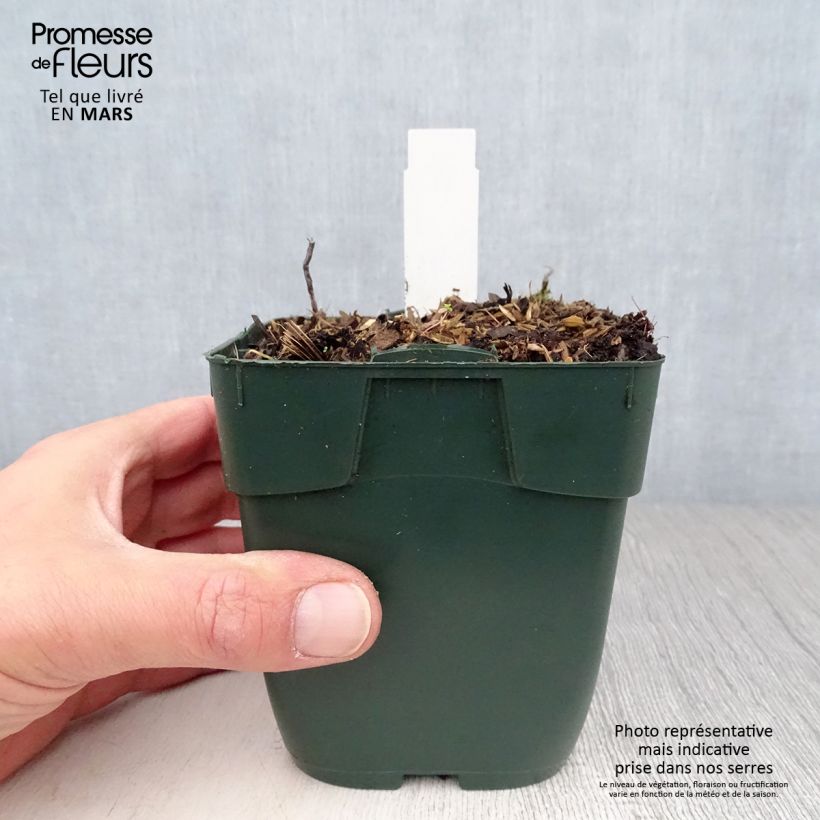 Spécimen de Hosta Summer Breeze Godet de 8/9 cm tel que livré au printemps