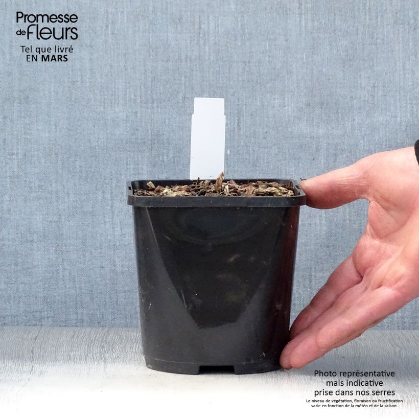 Spécimen de Hosta T Rex  Pot de 1,5L/2L tel que livré au printemps