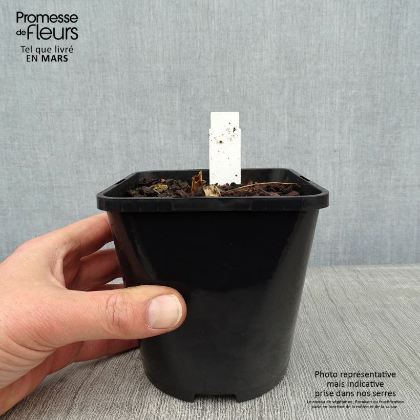 Spécimen de Hosta T Rex  Pot de 1,5L/2L tel que livré en hiver