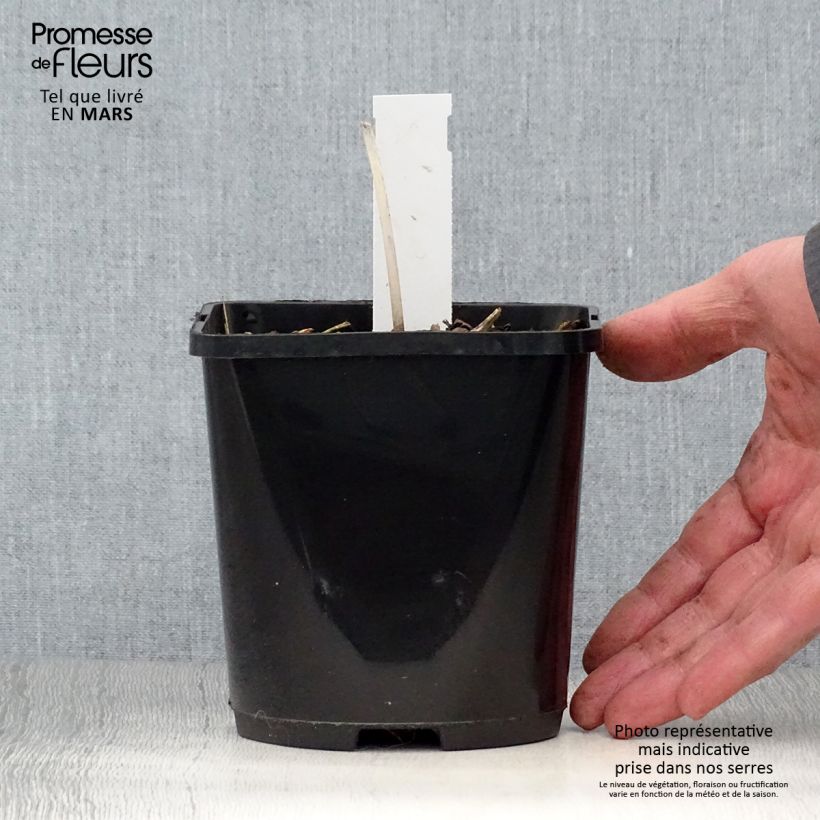 Amostra de Hosta The Queen Vaso de 1,5 L/2 L tal como entregue na primavera