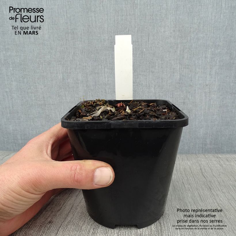 Spécimen de Hosta Timeless Beauty Pot de 1,5L/2L tel que livré en hiver