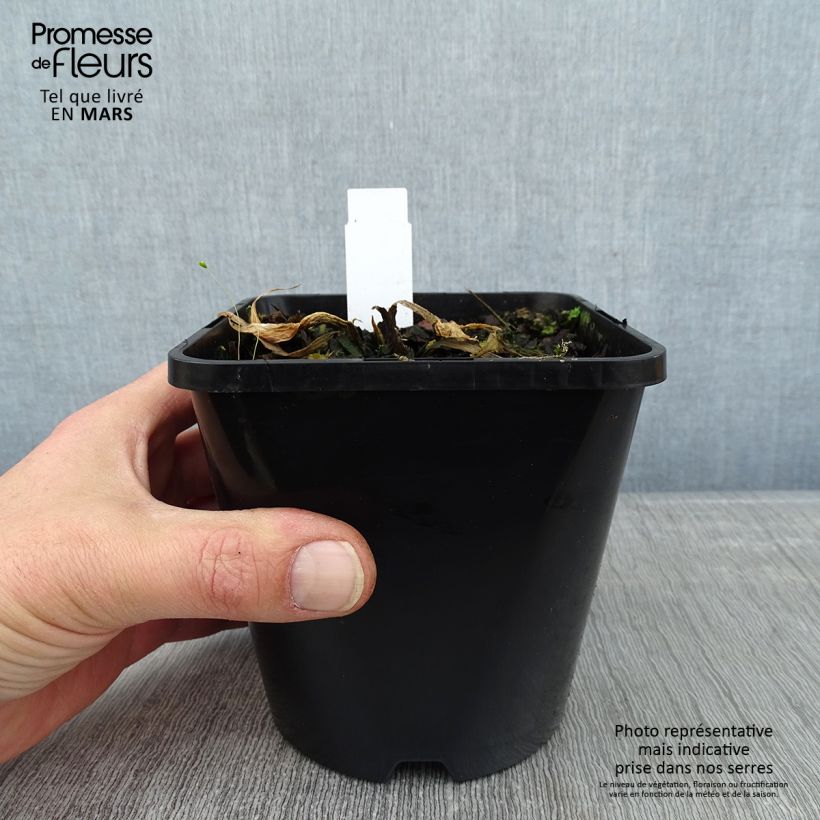 Spécimen de Hosta Victor Pot de 1,5L/2L tel que livré en hiver