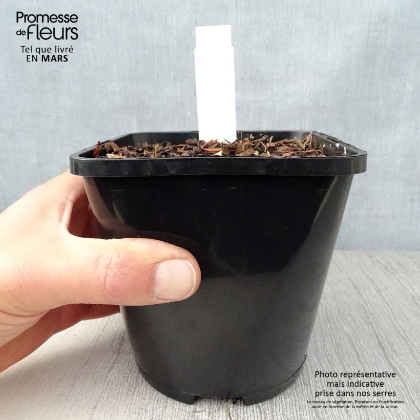 Spécimen de Hosta Waterslide Pot de 1,5L/2L tel que livré au printemps