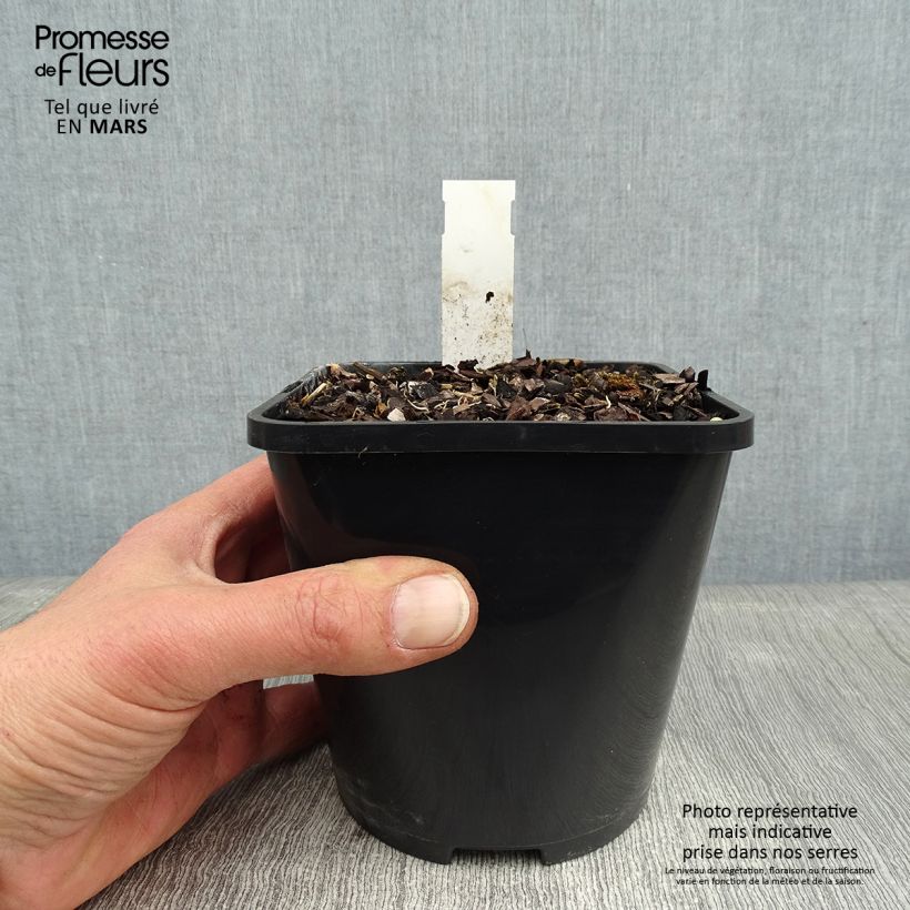 Spécimen de Hosta Wheee! Pot de 1,5L/2L tel que livré en hiver