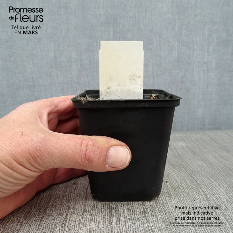 Spécimen de Hosta White On Godet de 8/9 cm tel que livré en hiver