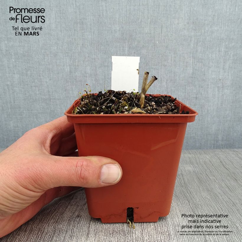 Spécimen de Hosta Winter Snow Pot de 1L/1,5L tel que livré en hiver