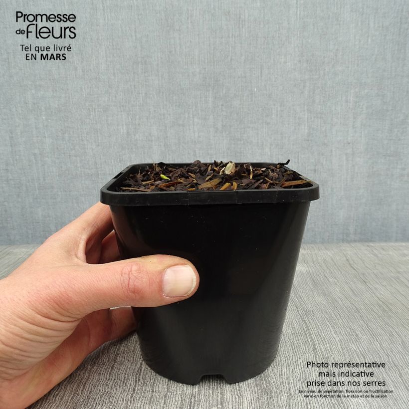 Spécimen de Hosta Wu-La-La Pot de 1,5L/2L tel que livré en hiver